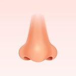 nose